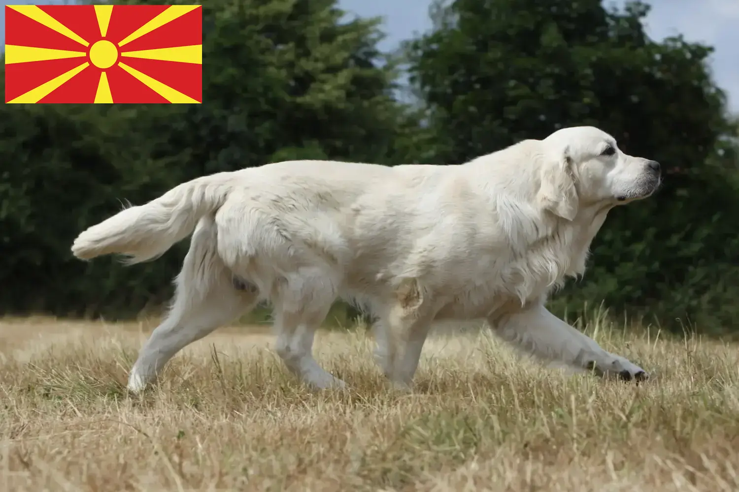 Cuccioli di Golden Retriever e allevatori Macedonia Nord Trova gli allevatori di Golden Retriever a Macedonia Nord.