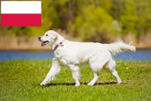 Scopri di più sull'articolo Allevatori di Golden Retriever e cuccioli in Polonia