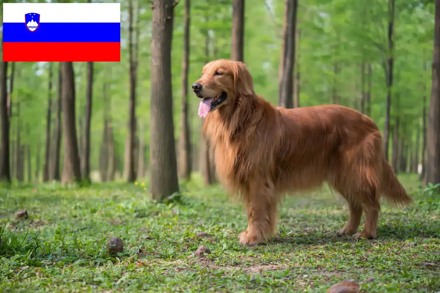 Cuccioli di Golden Retriever e allevatori Slovenia Qui potete trovare gli allevatori di Golden Retriever in Slovenia.