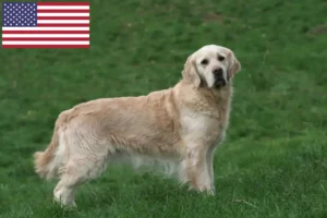 Scopri di più sull'articolo Allevatori di Golden Retriever e cuccioli negli Stati Uniti d’America