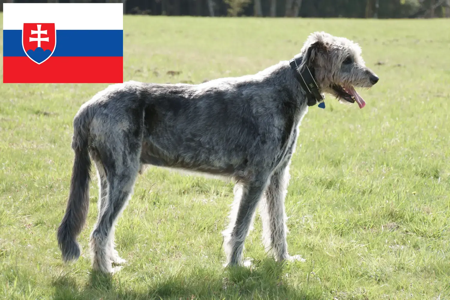 Scopri di più sull'articolo Allevatori e cuccioli di Irish Wolfhound in Slovacchia