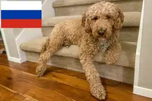Scopri di più sull'articolo Allevatori di Labradoodle australiani e cuccioli in Russia