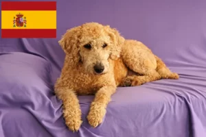 Scopri di più sull'articolo Allevatori di Labradoodle australiani e cuccioli in Spagna