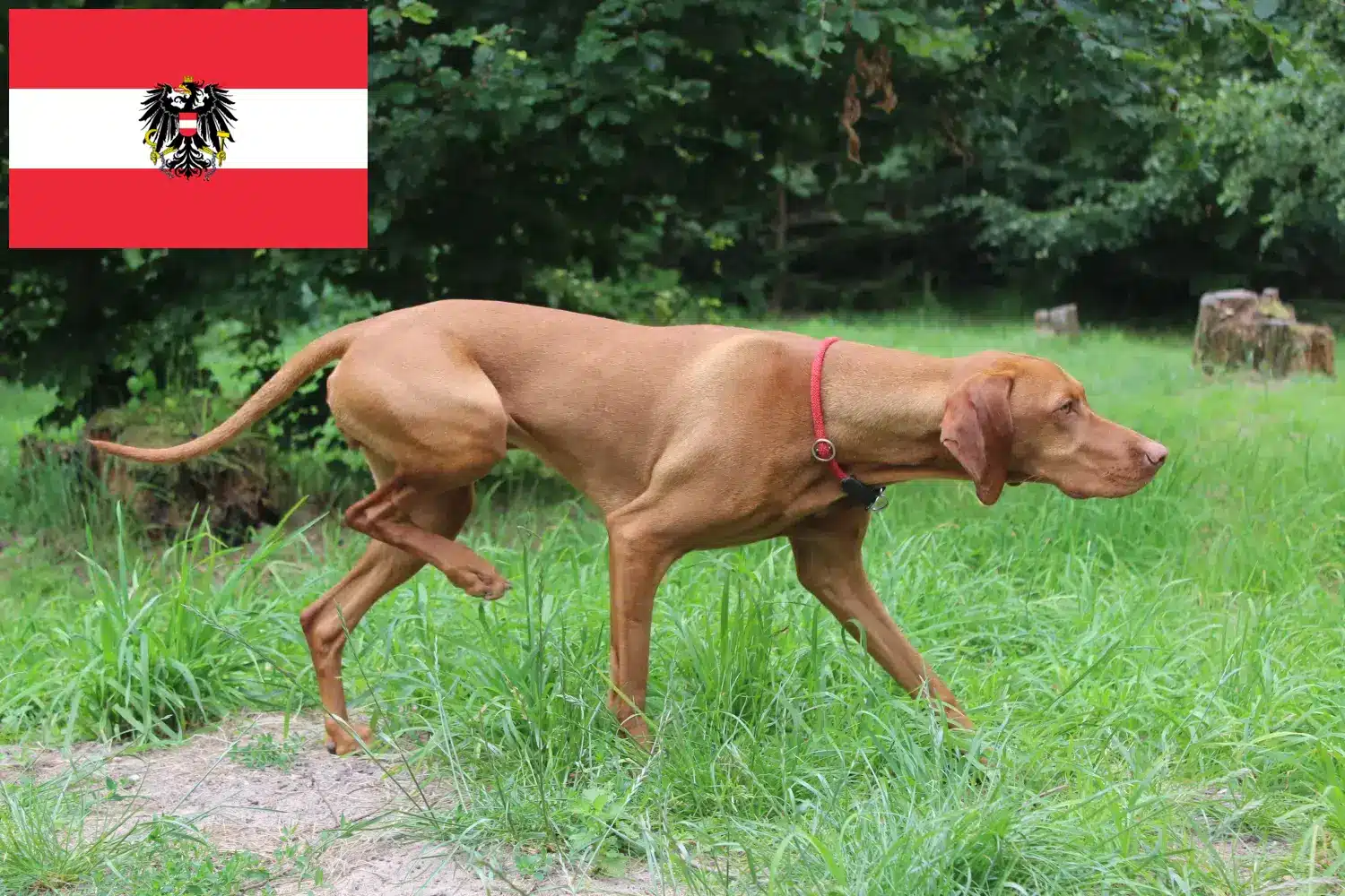 Cuccioli di Magyar Vizsla e allevatori Austria Qui potete trovare gli allevatori di Magyar Vizslas in Austria.
