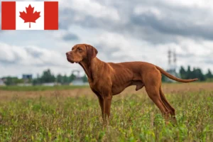 Scopri di più sull'articolo Allevatori di Magyar Vizsla e cuccioli in Canada