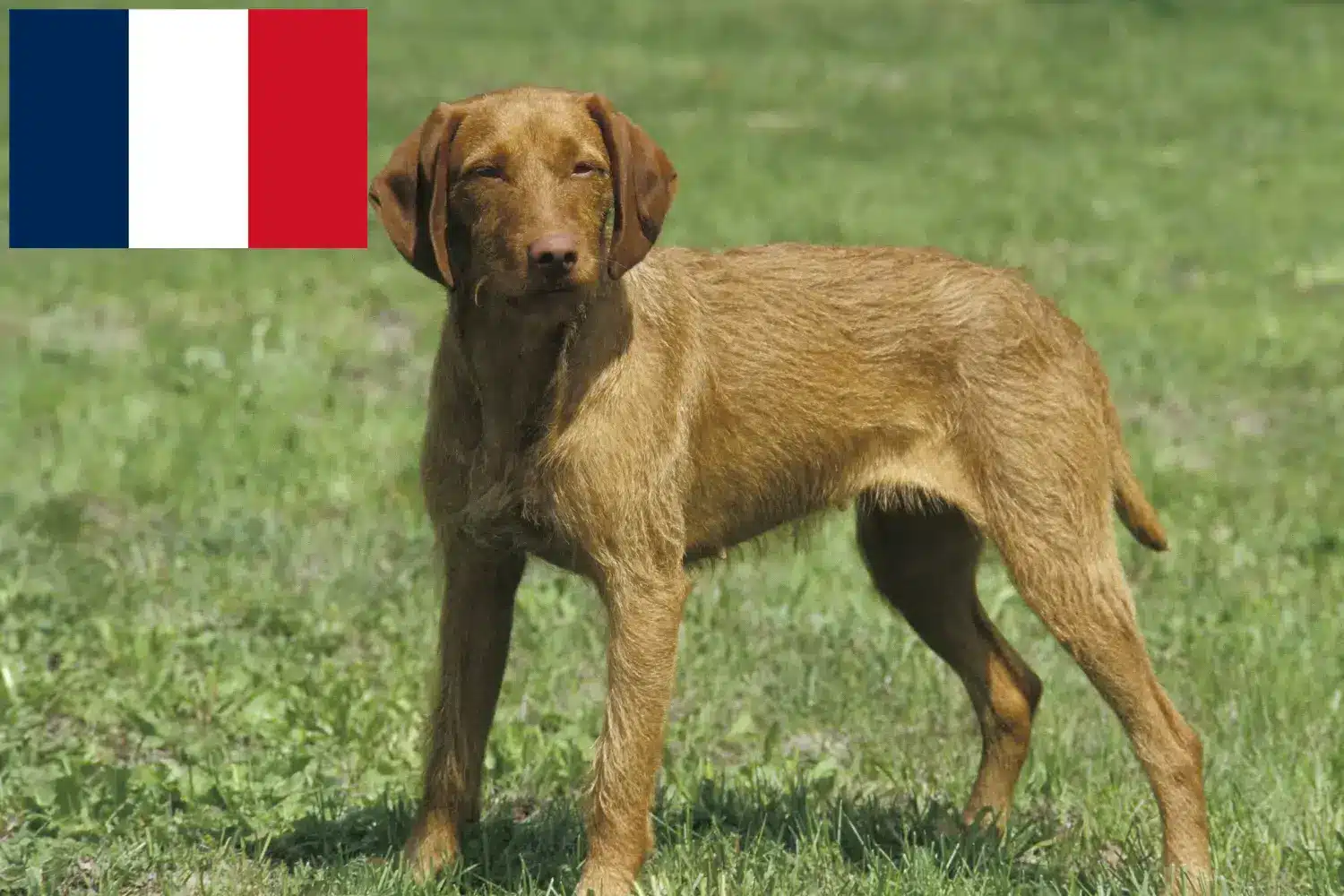 Cuccioli di Magyar Vizsla e allevatori Francia Qui potete trovare gli allevatori di Magyar Vizslas in Francia.
