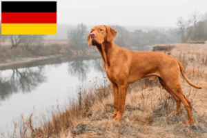 Scopri di più sull'articolo Allevatori di Magyar Vizsla e cuccioli in Germania