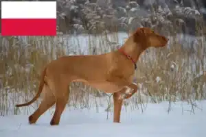 Scopri di più sull'articolo Allevatori di Magyar Vizsla e cuccioli in Polonia