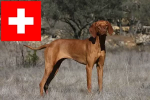 Scopri di più sull'articolo Allevatori di Magyar Vizsla e cuccioli in Svizzera
