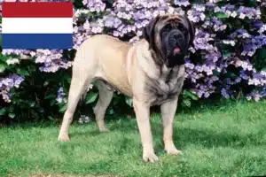 Scopri di più sull'articolo Allevatori di mastini e cuccioli in Olanda