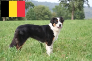Scopri di più sull'articolo Allevatori e cuccioli di Pastore Australiano in Belgio