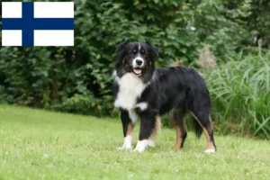 Scopri di più sull'articolo Allevatori e cuccioli di Pastore Australiano in Finlandia