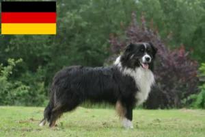 Scopri di più sull'articolo Allevatori e cuccioli di Pastore Australiano in Germania