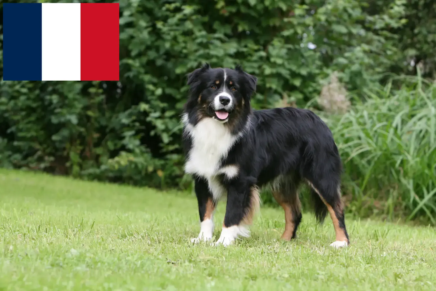 Cuccioli di Pastore Australiano e allevatori Réunion Trova allevatori di Australian Shepherd a Réunion.