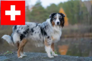 Scopri di più sull'articolo Allevatori e cuccioli di Pastore Australiano in Svizzera