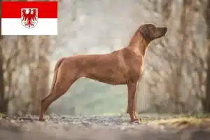 Scopri di più sull'articolo Allevatori di Rhodesian Ridgeback e cuccioli a Brandenburg