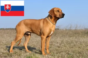 Scopri di più sull'articolo Allevatori di Rhodesian Ridgeback e cuccioli in Slovacchia