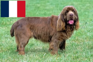 Scopri di più sull'articolo Allevatori di Sussex Spaniel e cuccioli in Francia