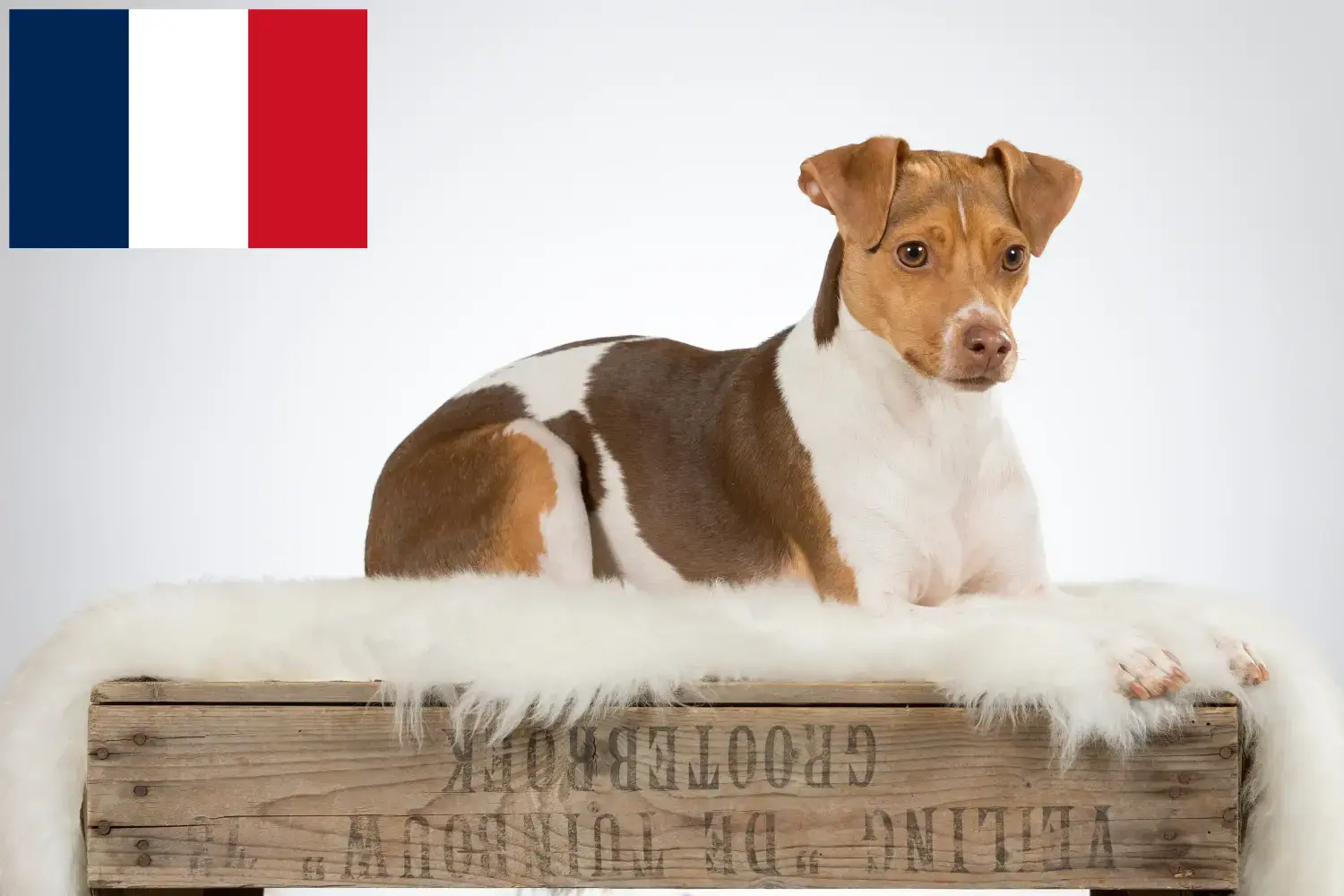 Scopri di più sull'articolo Allevatori e cuccioli di Brazilian Terrier in Francia