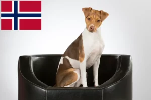 Scopri di più sull'articolo Allevatori e cuccioli di Brazilian Terrier in Norvegia