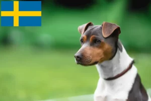 Scopri di più sull'articolo Allevatore di Terrier Brasiliano e cuccioli in Svezia