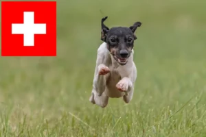 Scopri di più sull'articolo Allevatori di Terrier Giapponese e cuccioli in Svizzera