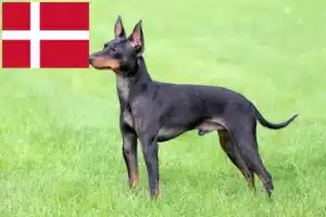 Scopri di più sull'articolo Allevatori e cuccioli di English Toy Terrier in Danimarca