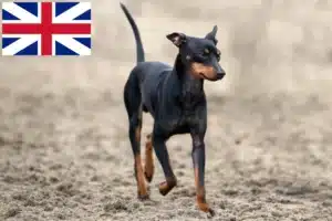 Scopri di più sull'articolo Allevatori e cuccioli di English Toy Terrier in Gran Bretagna