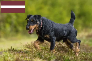 Scopri di più sull'articolo Allevatore di Terrier Tedesco da Caccia e cuccioli in Lettonia
