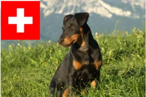 Scopri di più sull'articolo Allevatori e cuccioli di German Hunting Terrier in Svizzera