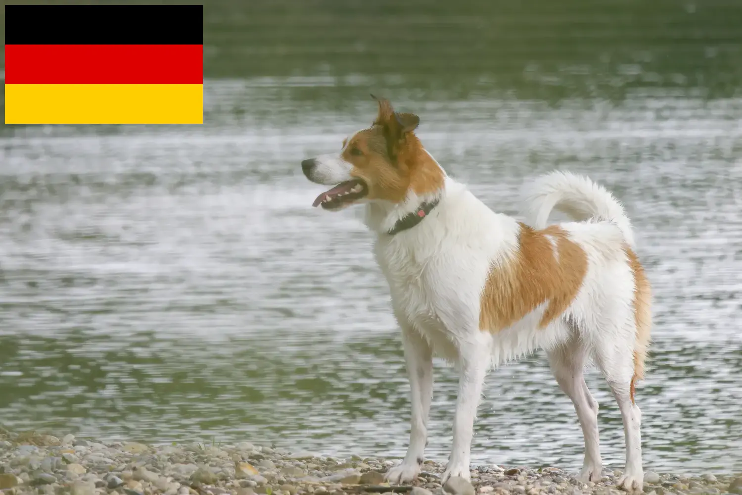 Scopri di più sull'articolo Allevatori di Norrbottenspitz e cuccioli in Germania