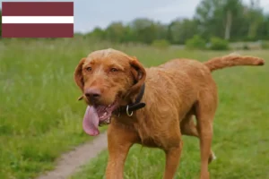 Scopri di più sull'articolo Allevatori di Magyar Vizsla e cuccioli in Lettonia