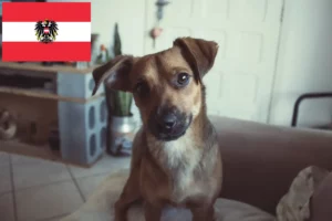 Scopri di più sull'articolo Allevatore di Pinscher austriaci e cuccioli in Austria