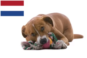 Scopri di più sull'articolo Allevatore di Pinscher austriaci e cuccioli nei Paesi Bassi