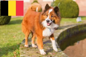 Scopri di più sull'articolo Allevatori e cuccioli di Elo in Belgio