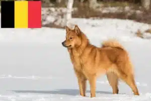 Scopri di più sull'articolo Allevatori e cuccioli di Finnspitz in Belgio