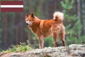 Scopri di più sull'articolo Allevatori e cuccioli di Finnspitz in Lettonia