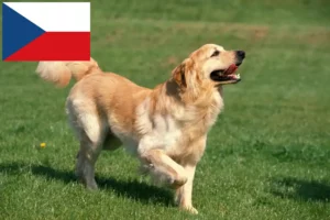 Scopri di più sull'articolo Allevatori di Hovawart e cuccioli in Repubblica Ceca