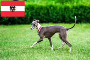 Scopri di più sull'articolo Allevatori di cagnolini italiani e cuccioli in Austria