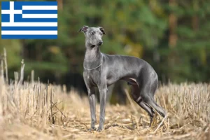 Scopri di più sull'articolo Allevatori e cuccioli di cicalino italiano in Grecia
