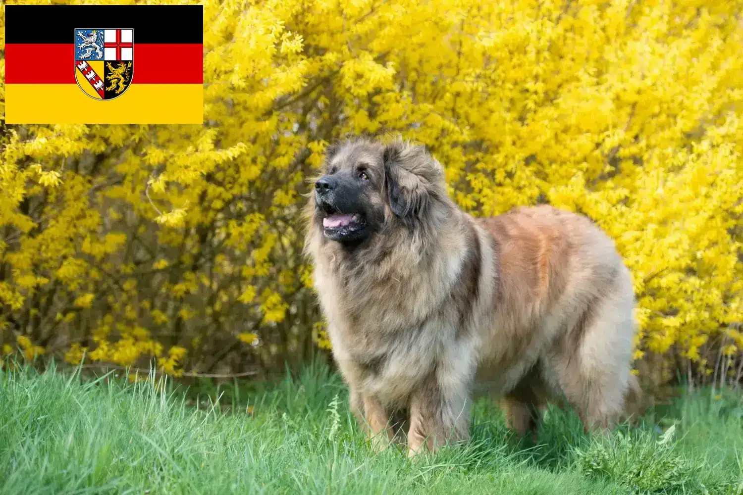Scopri di più sull'articolo Allevatori di Leonberger e cuccioli in Saarland