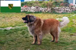 Scopri di più sull'articolo Allevatori di Leonberger e cuccioli in Sassonia