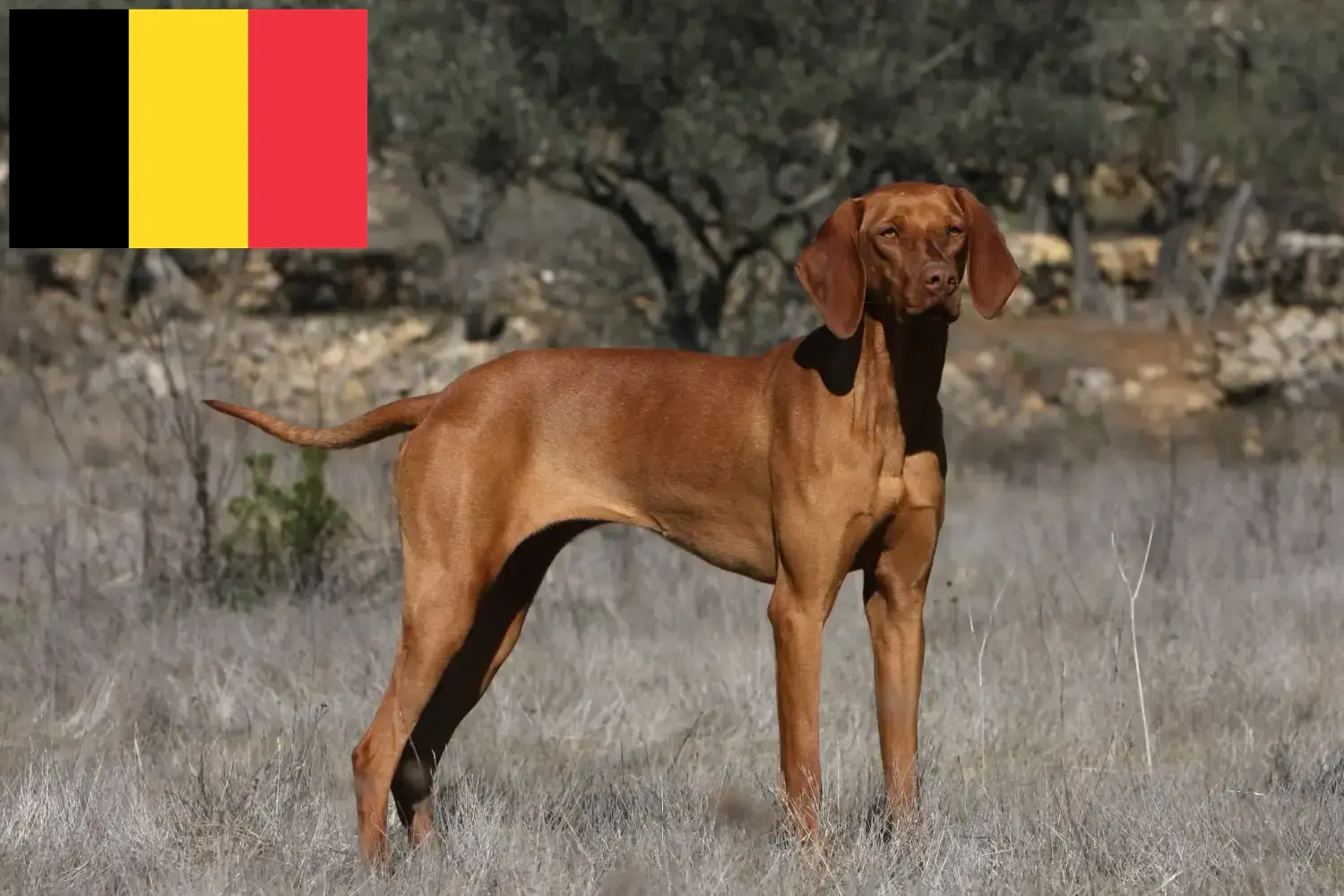 Cuccioli di Magyar Vizsla e allevatori Belgio Qui potete trovare gli allevatori di Magyar Vizslas in Belgio.