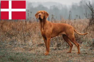 Scopri di più sull'articolo Allevatori di Magyar Vizsla e cuccioli in Danimarca