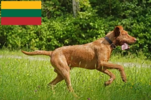 Scopri di più sull'articolo Allevatori di Magyar Vizsla e cuccioli in Lituania