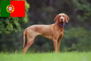 Scopri di più sull'articolo Allevatori di Magyar Vizsla e cuccioli in Portogallo
