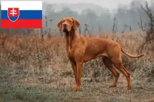 Scopri di più sull'articolo Allevatori di Magyar Vizsla e cuccioli in Slovacchia