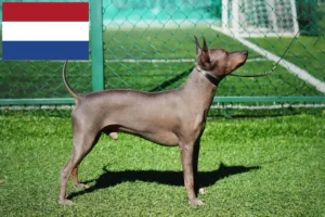 Scopri di più sull'articolo Allevatori di American Hairless Terrier e cuccioli nei Paesi Bassi