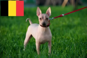 Scopri di più sull'articolo Allevatori di American Hairless Terrier e cuccioli in Belgio