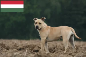 Scopri di più sull'articolo Allevatori di American Staffordshire Terrier e cuccioli in Ungheria